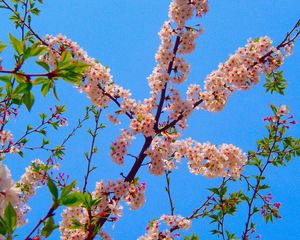Preview wallpaper blossom, branch, spring, sky, foliage