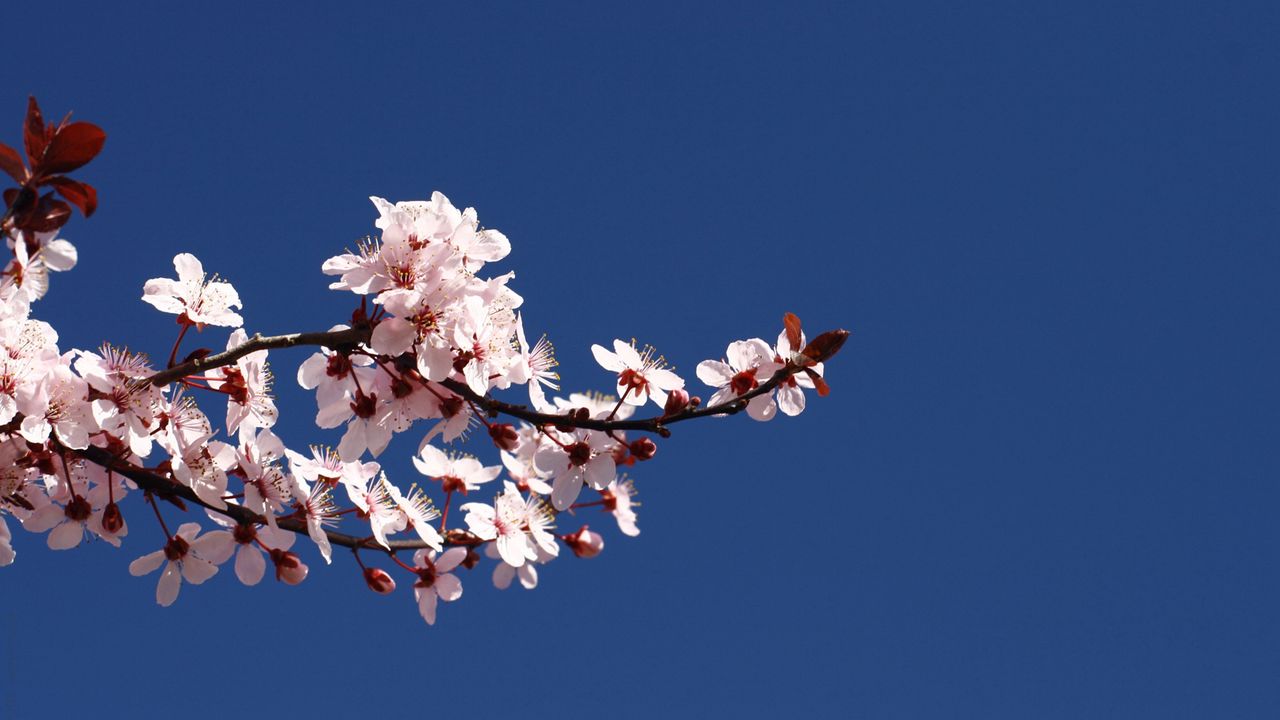 Wallpaper blossom, branch, spring, sky, blue