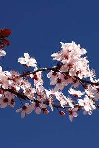 Preview wallpaper blossom, branch, spring, sky, blue