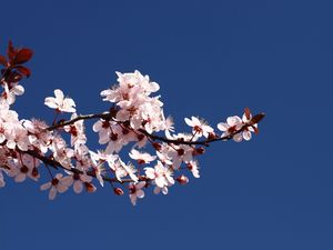 Preview wallpaper blossom, branch, spring, sky, blue