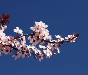 Preview wallpaper blossom, branch, spring, sky, blue
