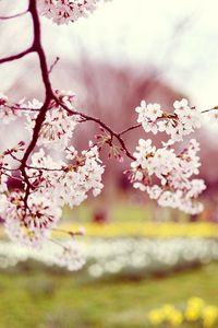 Preview wallpaper blossom, branch, spring, sharpen, blur