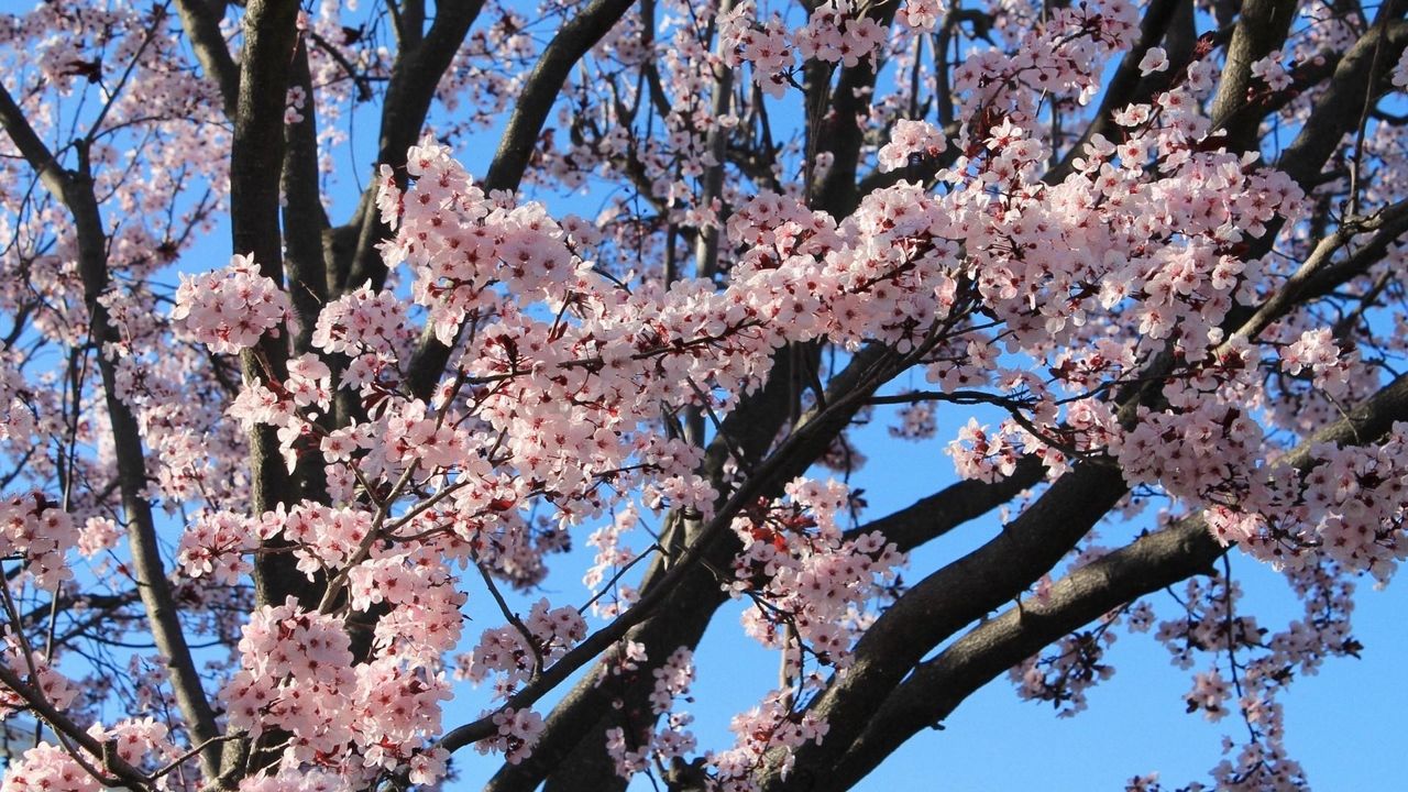 Wallpaper blossom, branch, spring, sky, mood