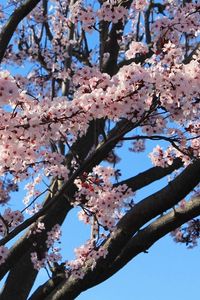 Preview wallpaper blossom, branch, spring, sky, mood