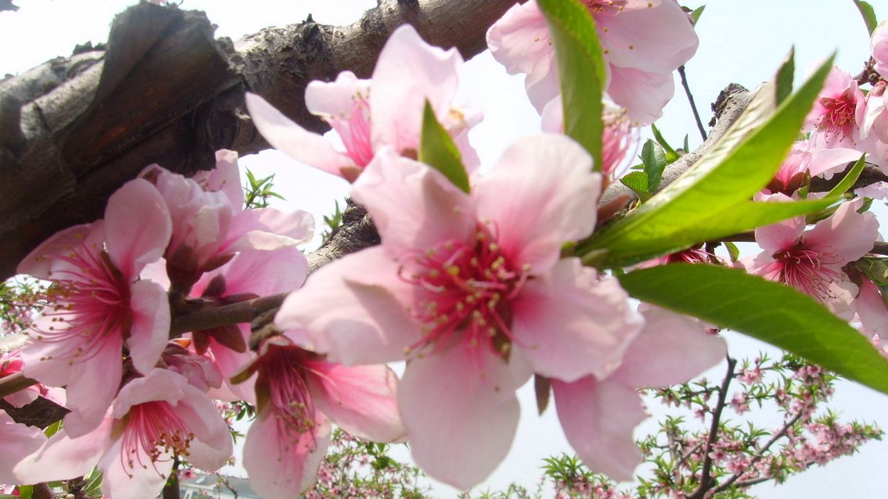 Wallpaper blossom, branch, tree, spring, close-up