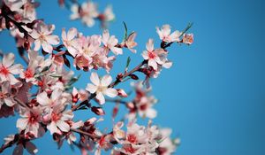Preview wallpaper blossom, flower, pink, bright, blue