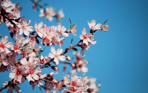 Preview wallpaper blossom, flower, pink, bright, blue