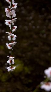 Preview wallpaper blossom, petals, branch, spring