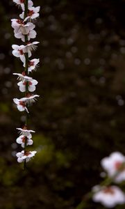 Preview wallpaper blossom, petals, branch, spring