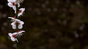 Preview wallpaper blossom, petals, branch, spring