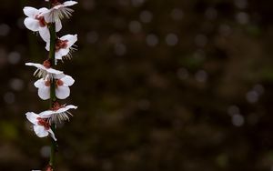 Preview wallpaper blossom, petals, branch, spring