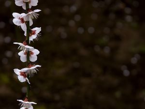 Preview wallpaper blossom, petals, branch, spring