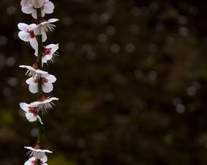 Preview wallpaper blossom, petals, branch, spring