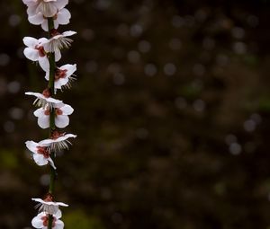 Preview wallpaper blossom, petals, branch, spring