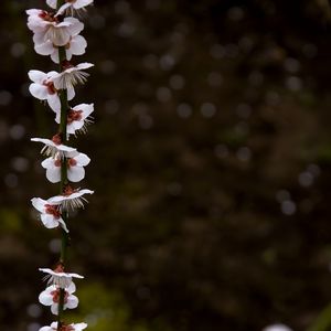 Preview wallpaper blossom, petals, branch, spring