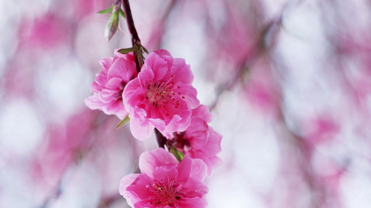 Wallpaper blossom, pink, spring, branch, leaf