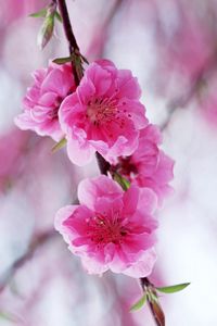 Preview wallpaper blossom, pink, spring, branch, leaf