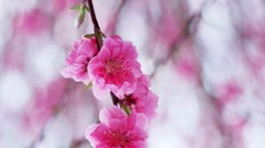 Preview wallpaper blossom, pink, spring, branch, leaf