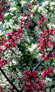 Preview wallpaper blossom, pink, white, branches, spring, sky, mood