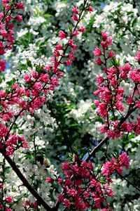 Preview wallpaper blossom, pink, white, branches, spring, sky, mood