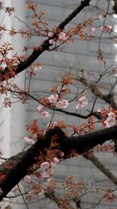 Preview wallpaper blossom, sakura, flowers, tree, pink