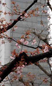 Preview wallpaper blossom, sakura, flowers, tree, pink