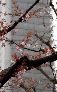 Preview wallpaper blossom, sakura, flowers, tree, pink