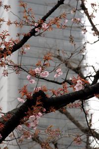 Preview wallpaper blossom, sakura, flowers, tree, pink