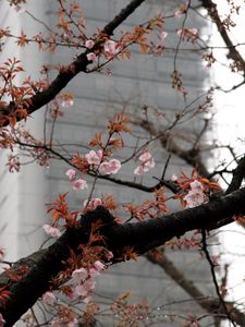 Preview wallpaper blossom, sakura, flowers, tree, pink