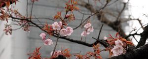 Preview wallpaper blossom, sakura, flowers, tree, pink