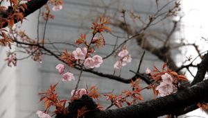 Preview wallpaper blossom, sakura, flowers, tree, pink