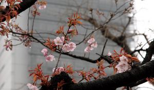 Preview wallpaper blossom, sakura, flowers, tree, pink