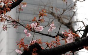 Preview wallpaper blossom, sakura, flowers, tree, pink