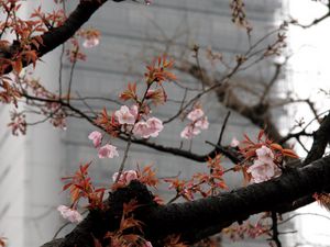 Preview wallpaper blossom, sakura, flowers, tree, pink