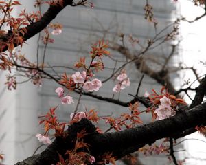 Preview wallpaper blossom, sakura, flowers, tree, pink