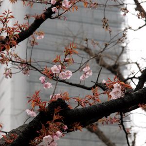 Preview wallpaper blossom, sakura, flowers, tree, pink