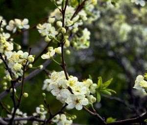 Preview wallpaper blossom, spring, branch, bud, awakening