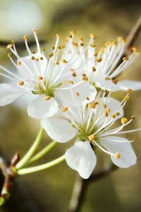 Preview wallpaper blossom, spring, branch, trio, white