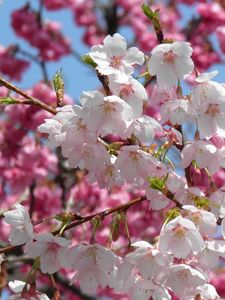 Preview wallpaper blossom, spring, twigs, buds, close-up