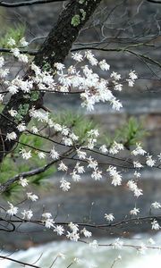 Preview wallpaper blossom, tree, flowers, spring