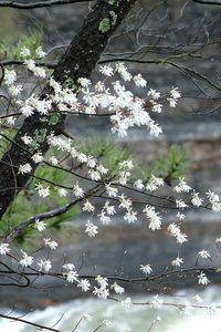 Preview wallpaper blossom, tree, flowers, spring