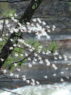 240x320 Wallpaper blossom, tree, flowers, spring