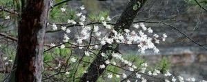 Preview wallpaper blossom, tree, flowers, spring