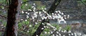 Preview wallpaper blossom, tree, flowers, spring
