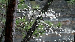 Preview wallpaper blossom, tree, flowers, spring