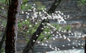 Preview wallpaper blossom, tree, flowers, spring