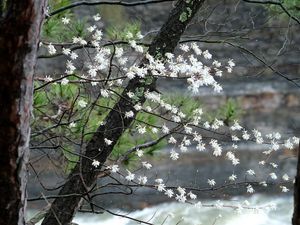 Preview wallpaper blossom, tree, flowers, spring