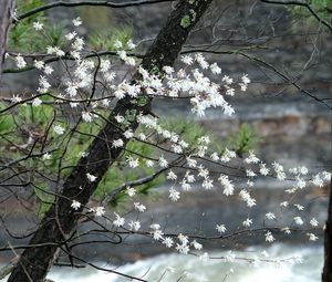 Preview wallpaper blossom, tree, flowers, spring