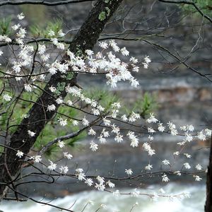 Preview wallpaper blossom, tree, flowers, spring