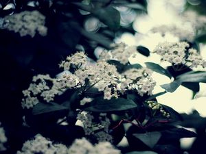 Preview wallpaper blossom, twig, leaves, bunches